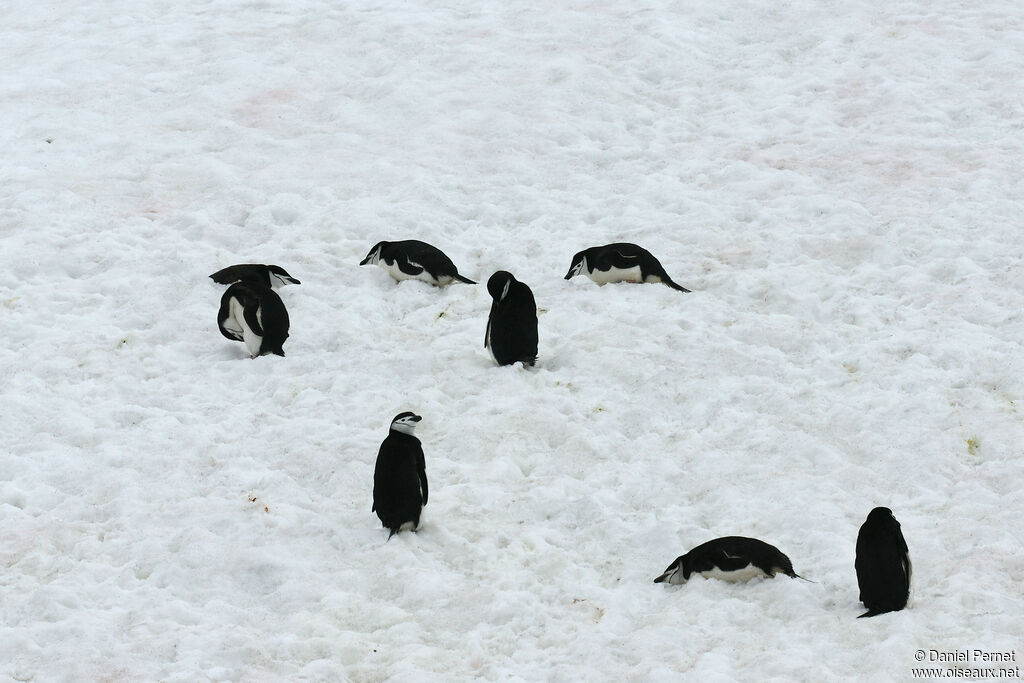 Chinstrap Penguinadult, habitat