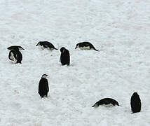 Chinstrap Penguin