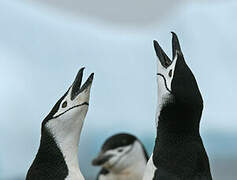 Chinstrap Penguin