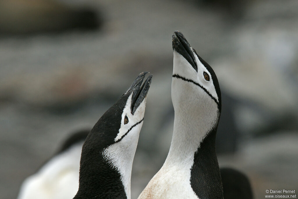 Chinstrap Penguinadult, courting display