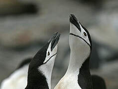 Chinstrap Penguin