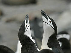 Chinstrap Penguin