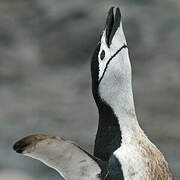 Chinstrap Penguin