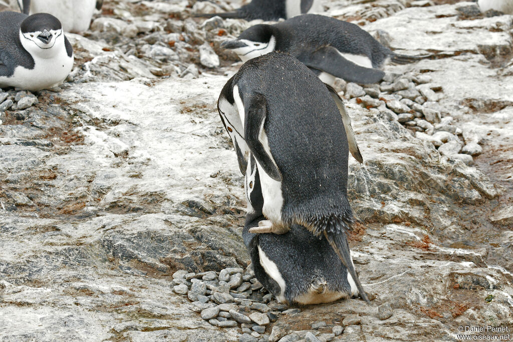 Chinstrap Penguinadult, mating.