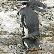 Chinstrap Penguin