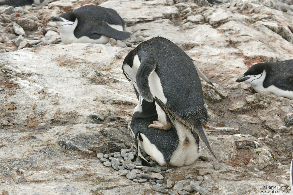 Manchot à jugulaireadulte, accouplement.