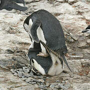 Chinstrap Penguin