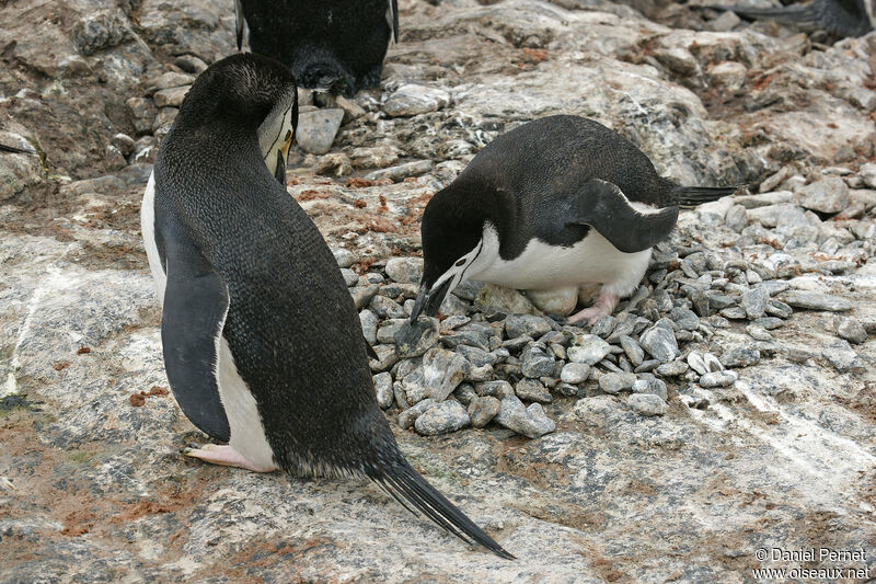 Chinstrap Penguinadult, Reproduction-nesting