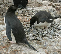 Chinstrap Penguin