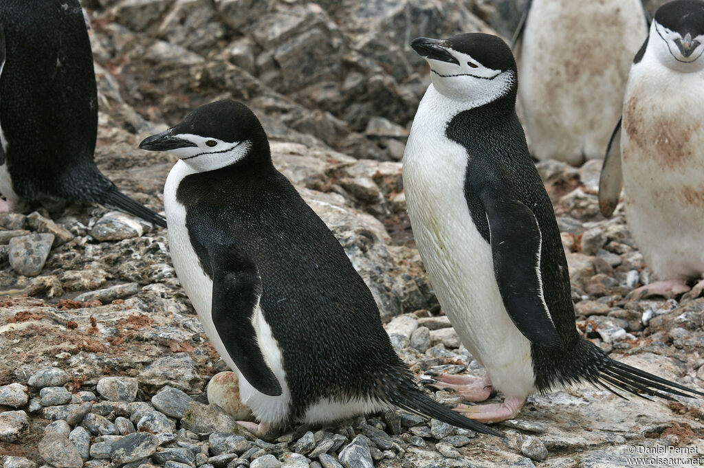 Chinstrap Penguinadult