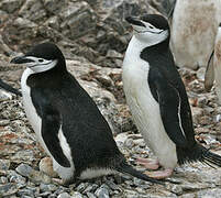 Chinstrap Penguin