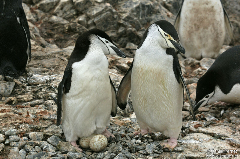 Chinstrap Penguinadult, Reproduction-nesting