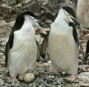 Chinstrap Penguin