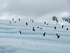 Chinstrap Penguin