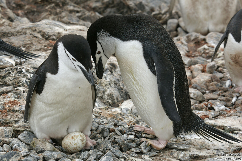 Chinstrap Penguinadult, Reproduction-nesting