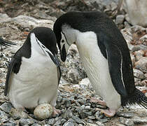 Chinstrap Penguin