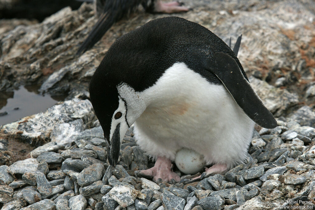 Chinstrap Penguinadult, Reproduction-nesting