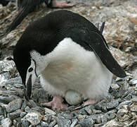 Chinstrap Penguin