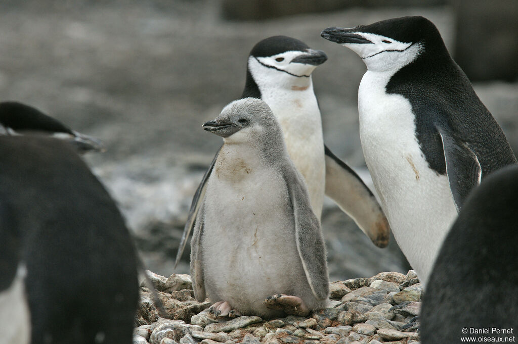 Chinstrap PenguinPoussin