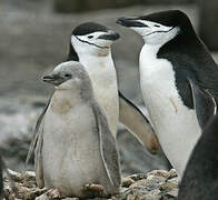 Chinstrap Penguin