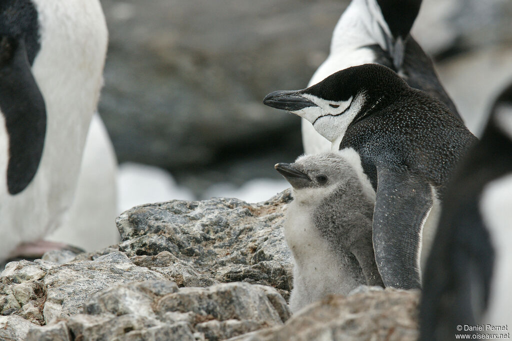 Chinstrap Penguin, Reproduction-nesting