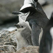 Chinstrap Penguin