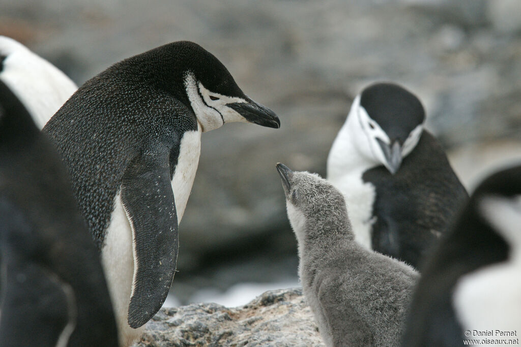 Chinstrap Penguin, Reproduction-nesting