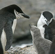 Chinstrap Penguin