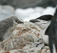 Chinstrap Penguin