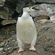 Chinstrap Penguin