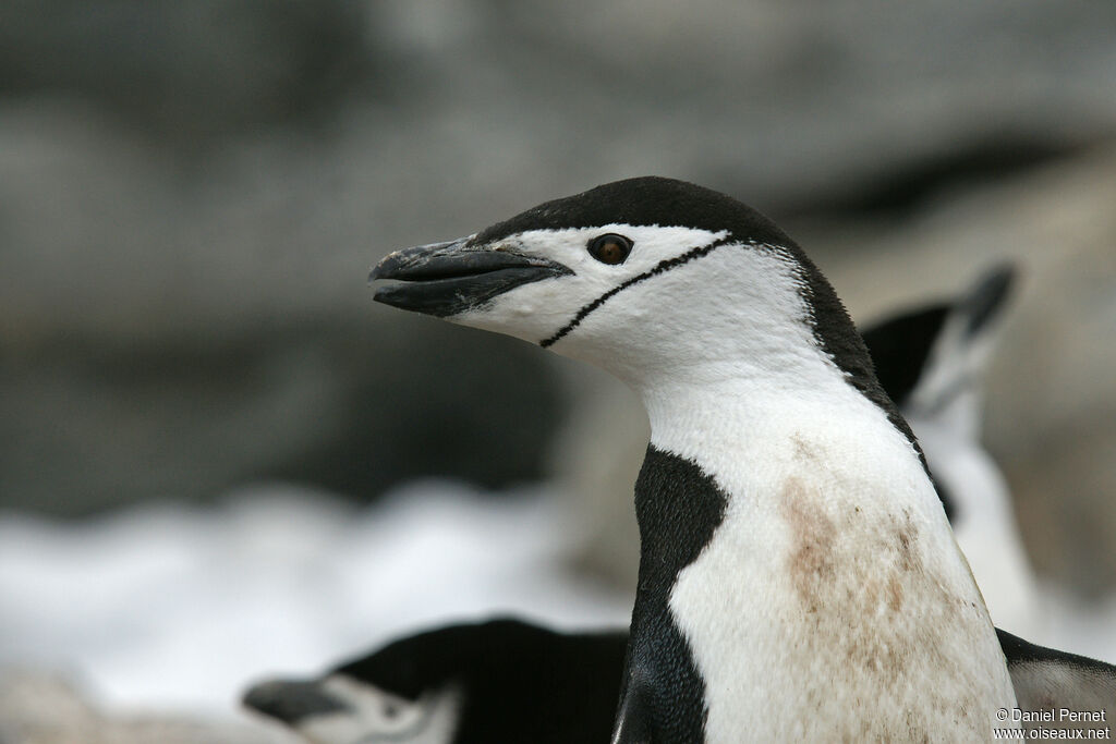 Chinstrap Penguinadult