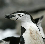 Chinstrap Penguin