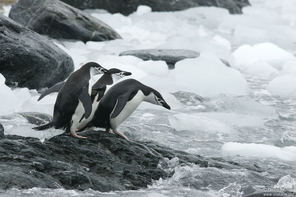 Manchot à jugulaireadulte, pêche/chasse