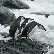 Chinstrap Penguin