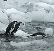 Chinstrap Penguin