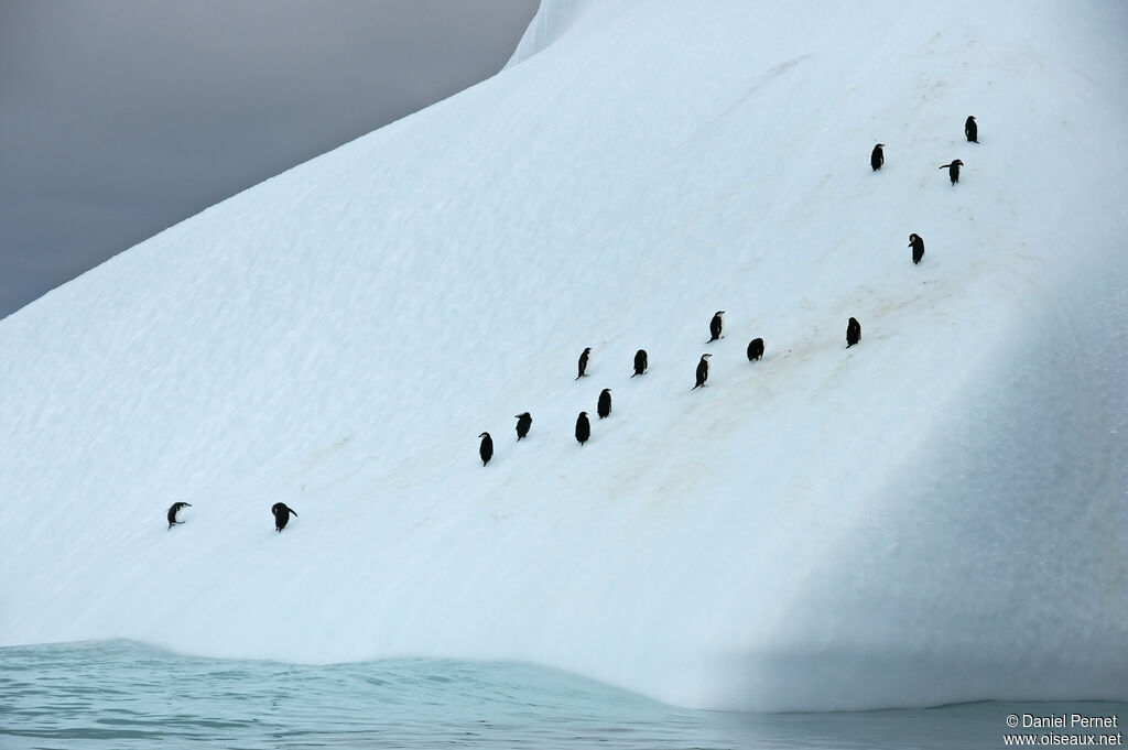 Chinstrap Penguin, habitat, walking