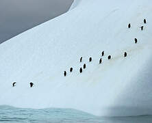 Chinstrap Penguin