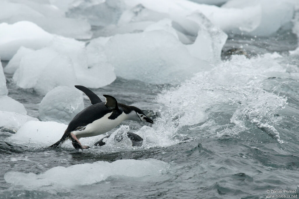 Chinstrap Penguinadult, fishing/hunting