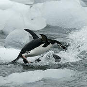 Chinstrap Penguin