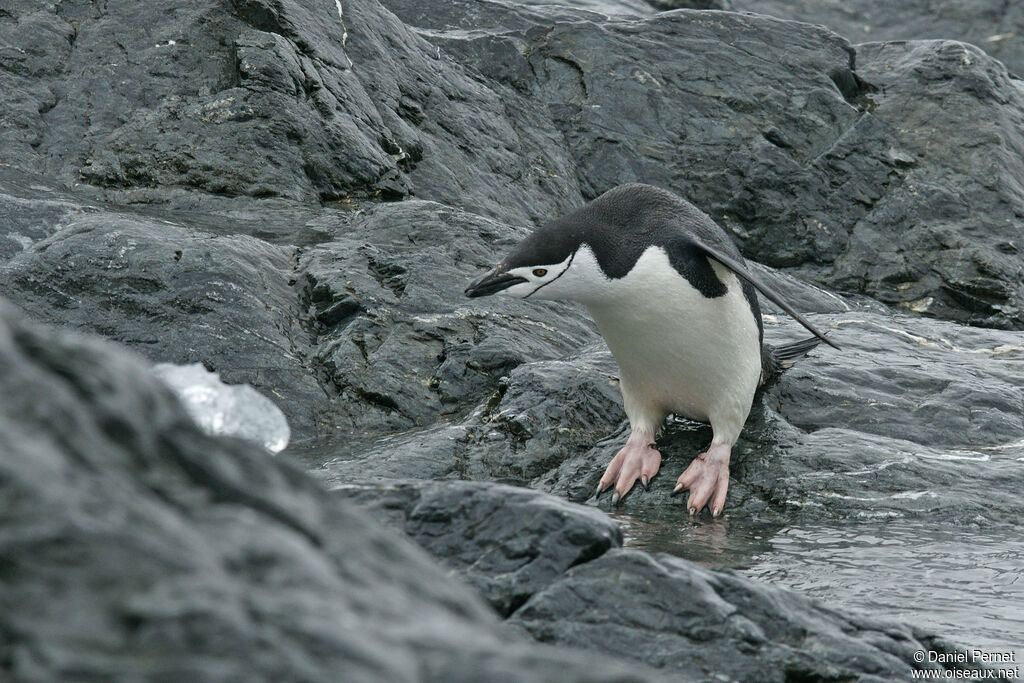 Chinstrap Penguinadult, fishing/hunting