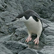 Chinstrap Penguin