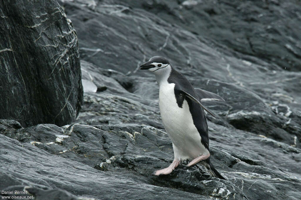 Manchot à jugulaireadulte, pêche/chasse