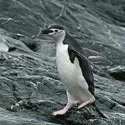 Chinstrap Penguin