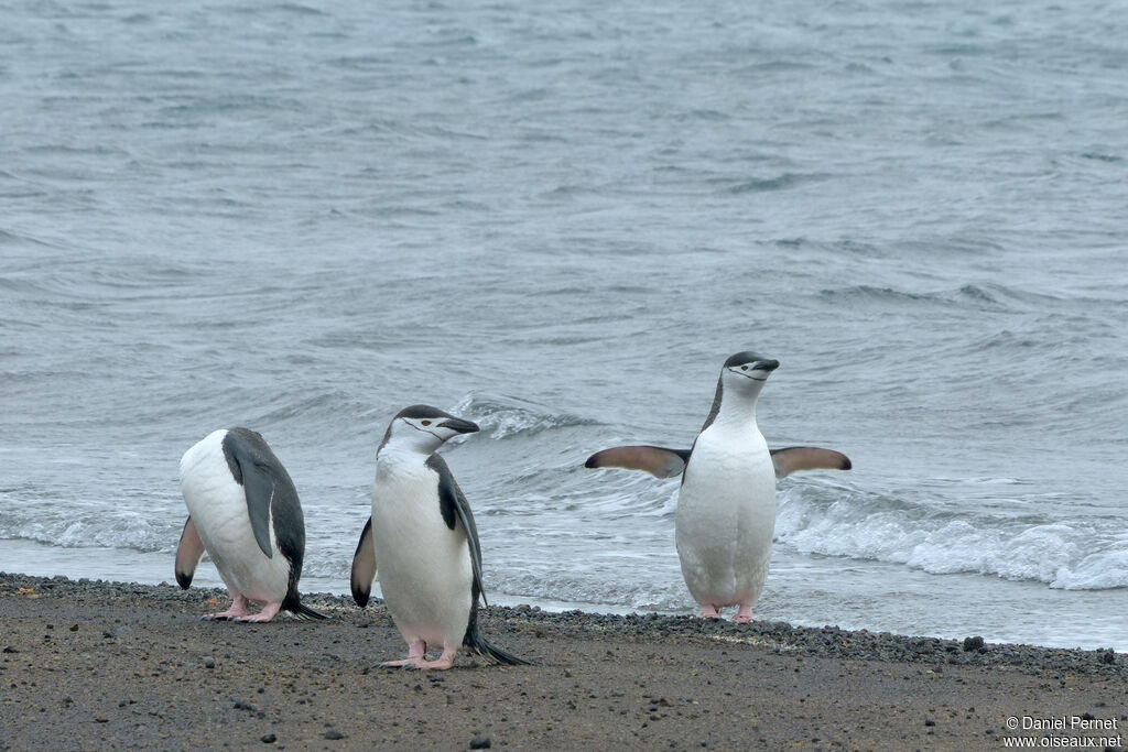 Chinstrap Penguin, walking