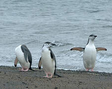 Chinstrap Penguin