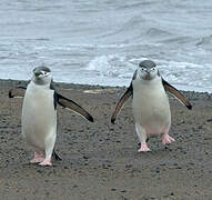 Chinstrap Penguin