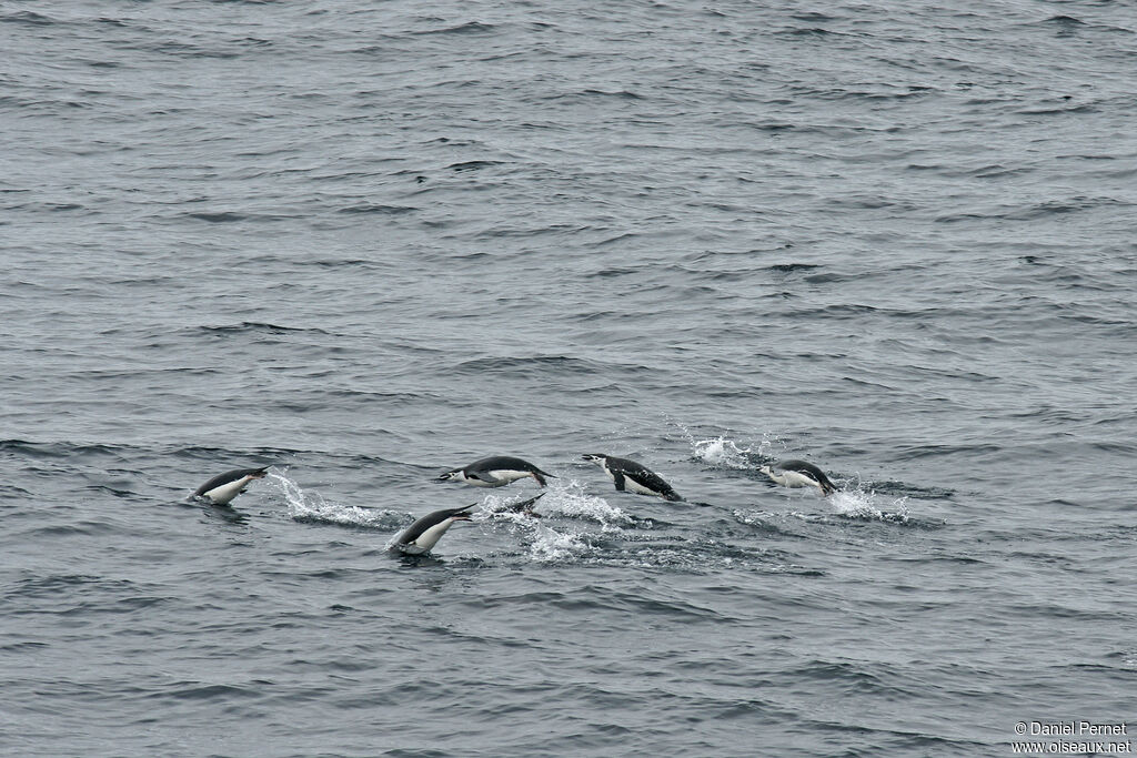 Chinstrap Penguinadult, swimming