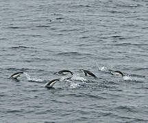 Chinstrap Penguin