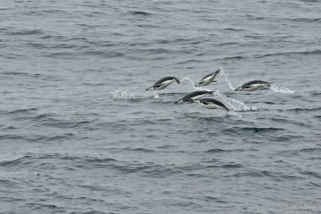 Chinstrap Penguinadult, swimming