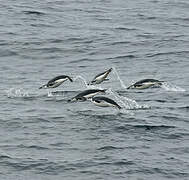 Chinstrap Penguin